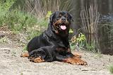 ROTTWEILER 234